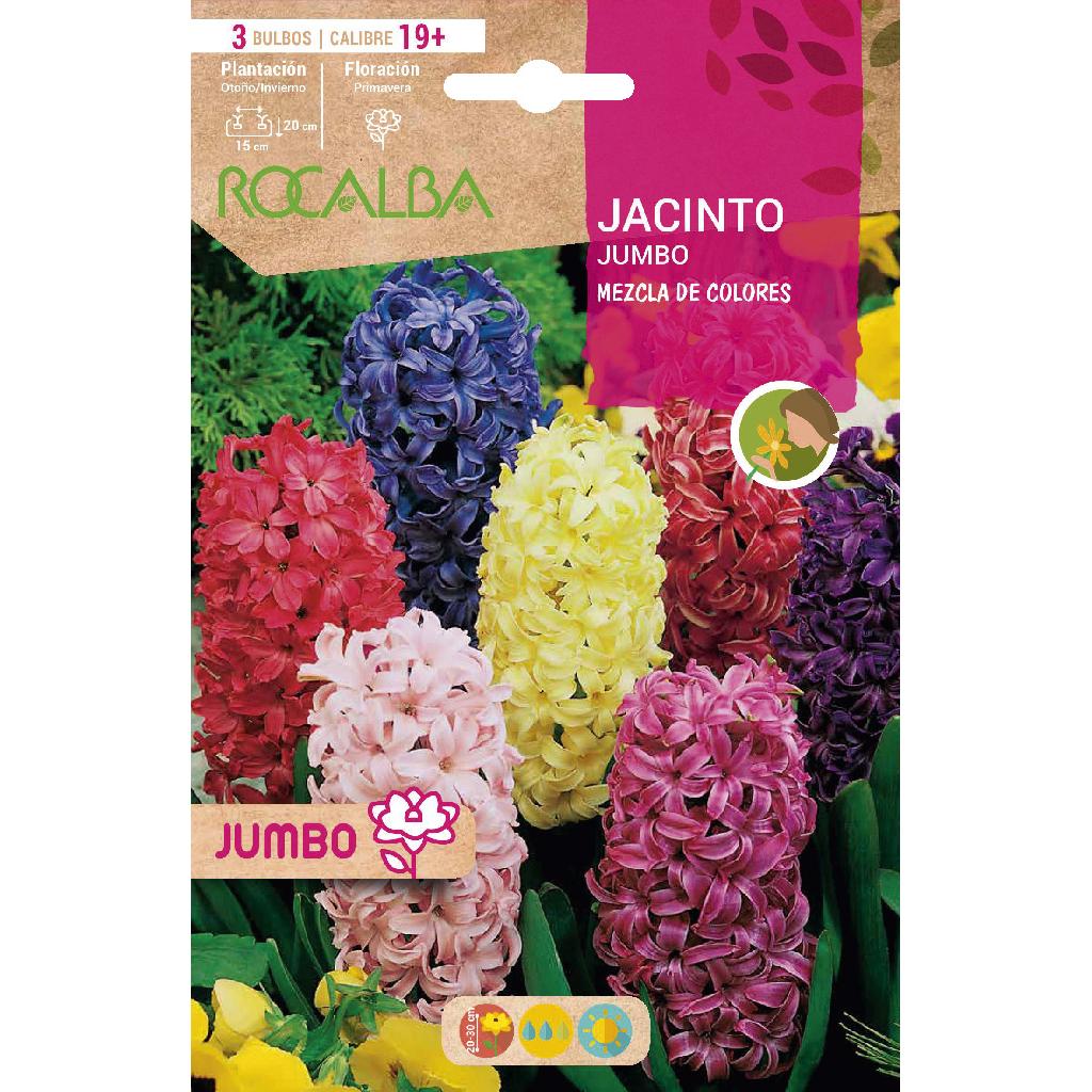 Bulbo Jacintos Jumbo mezcla 3 uds Rocalba