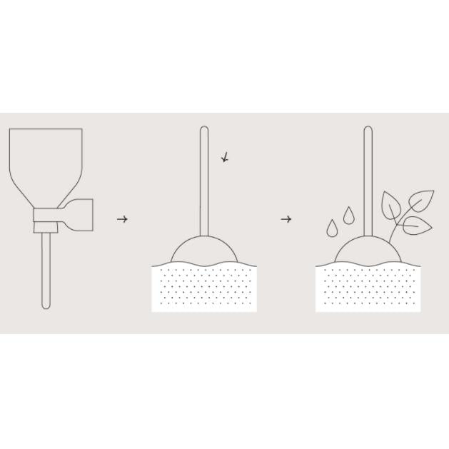 Jalisco Garden Lollipop semillas