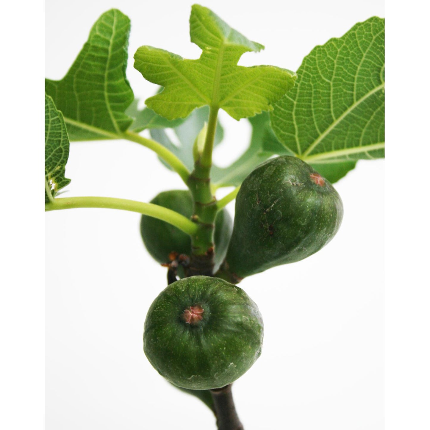 Bonsái Ficus carica 7 años HIGUERA