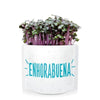 Postales Verdes De Semillas "enhorabuena" Garden Pocket