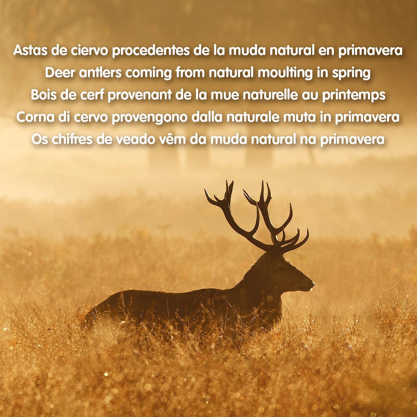 Asta de ciervo Mordedor natural para perros  Arquivet  S  15-39 g