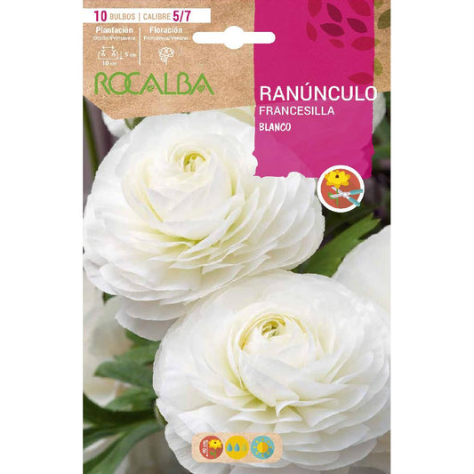 Bulbo Ranúnculo blanco 10 uds Rocalba