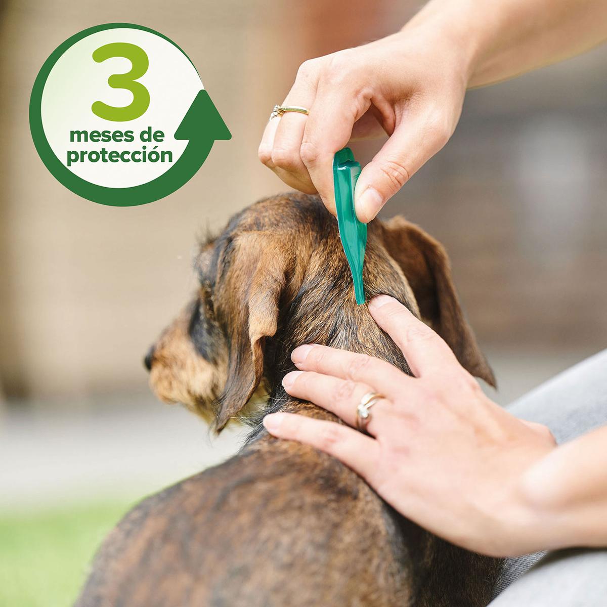 Pipetas repelentes antiparasitarias naturales perro pequeño 3x1 ml