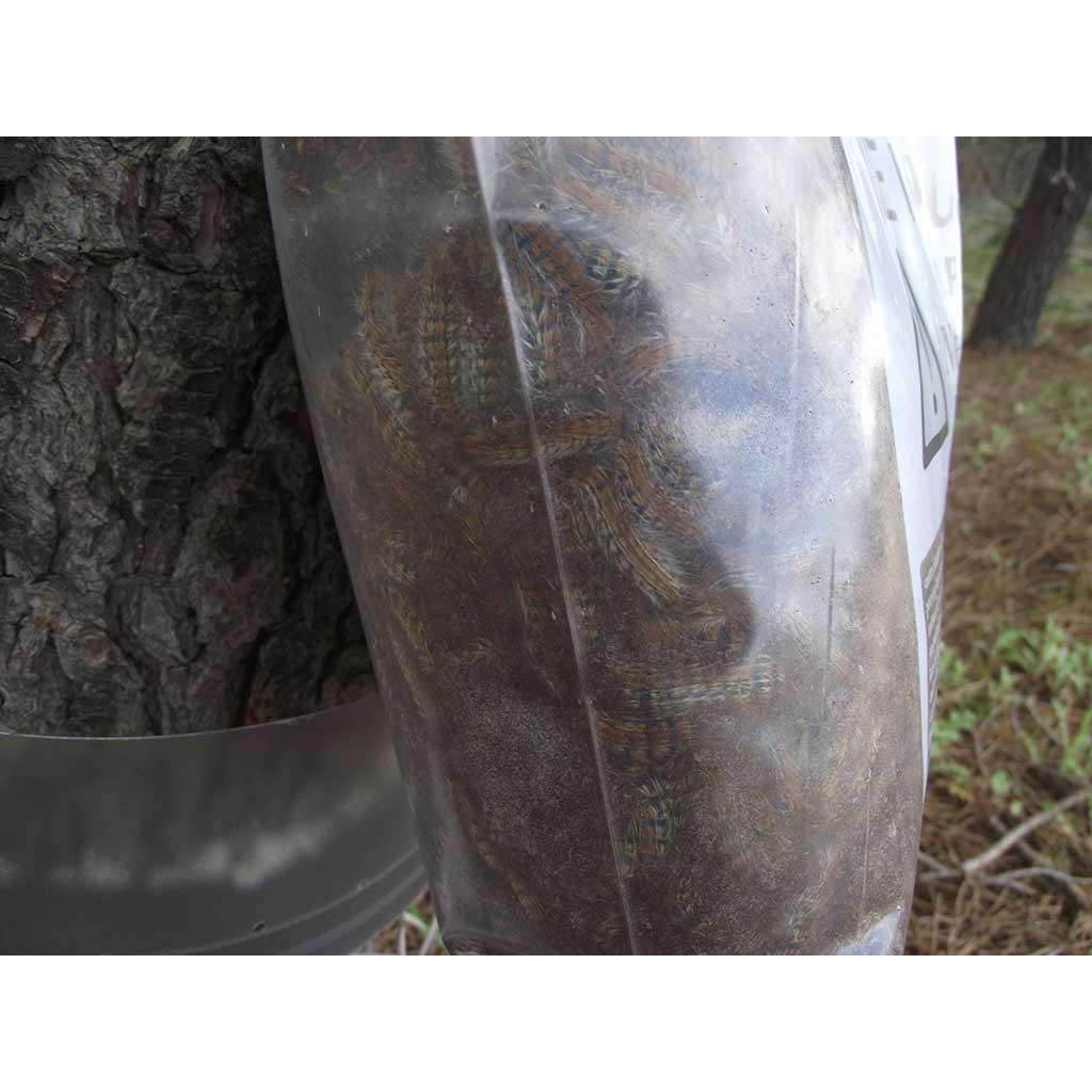 Trampa Collar Anti-orugas Procesionaria del Pino Ecopiege