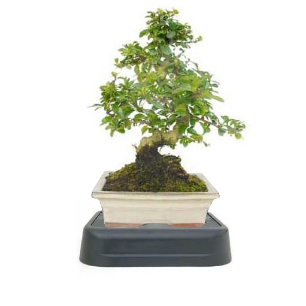 Pack especial riego Bonsái Carmona microphylla 8 años