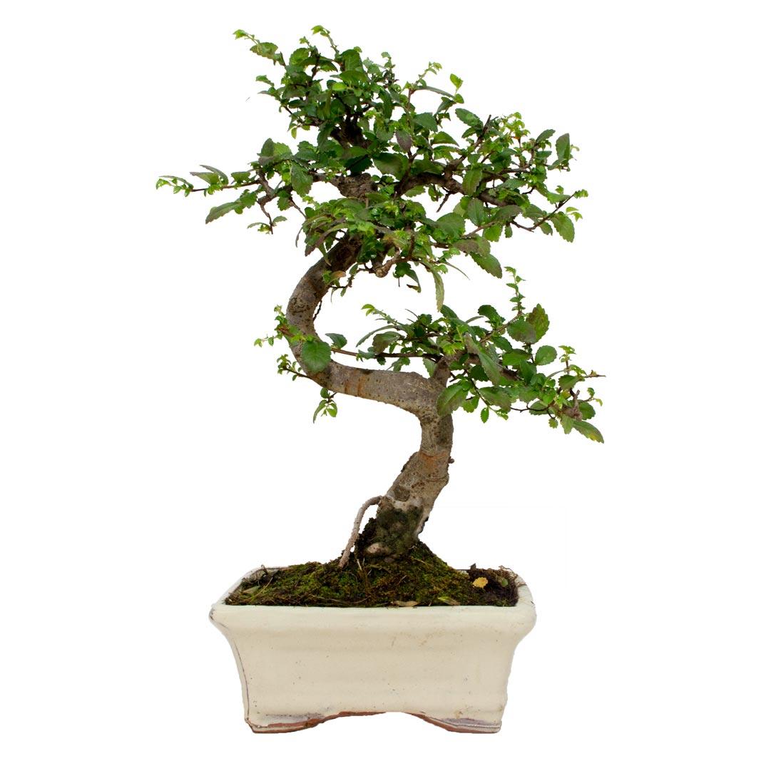 Bonsái Zelkova parvifolia 6 años - OLMO CHINO