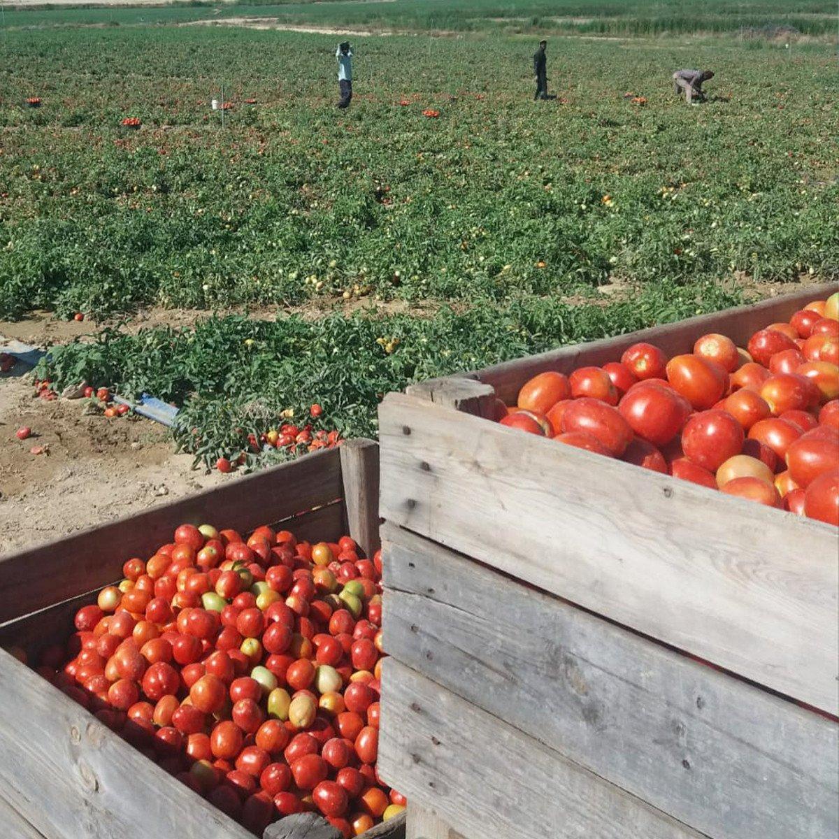 Pack 6x Tomate Frito BIO Casero Sin Azúcar Ékolo 340 g