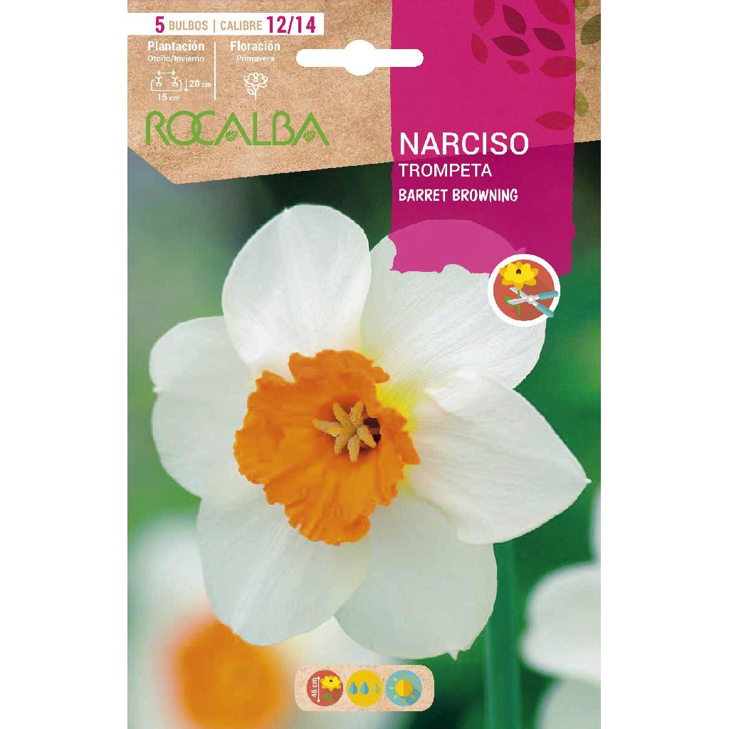 Bulbo Narciso trompeta Barret Browning blanco naranja 5 uds Rocalba