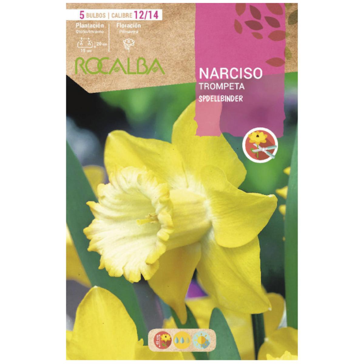Bulbo Narciso trompeta Spellbinder amarillo crema 5 uds Rocalba