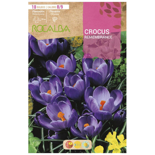 Bulbo Crocus Remembrance azul 10 uds Rocalba