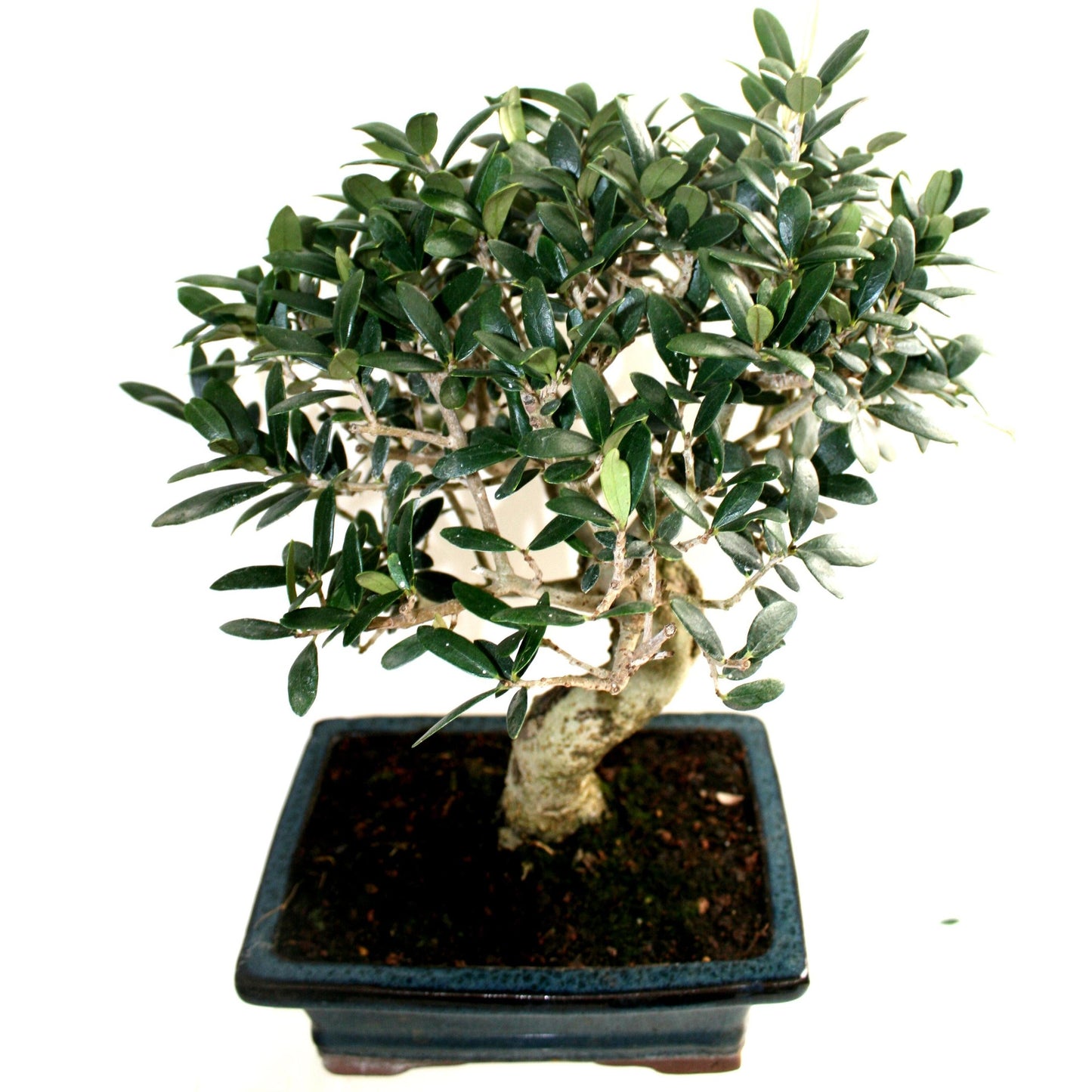 Bonsái Olea europaea 8 años - OLIVO