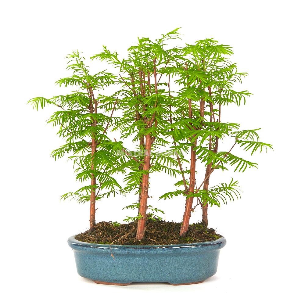 Bonsái Metasequoia sp. 8 años