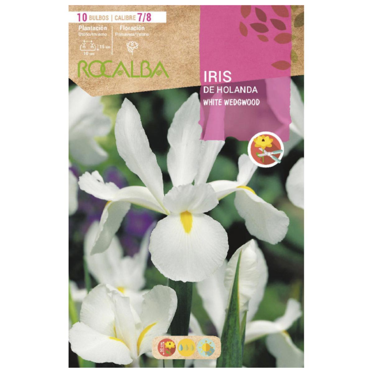 Bulbo Iris de Holanda Wedgwood blanco 10 uds Rocalba