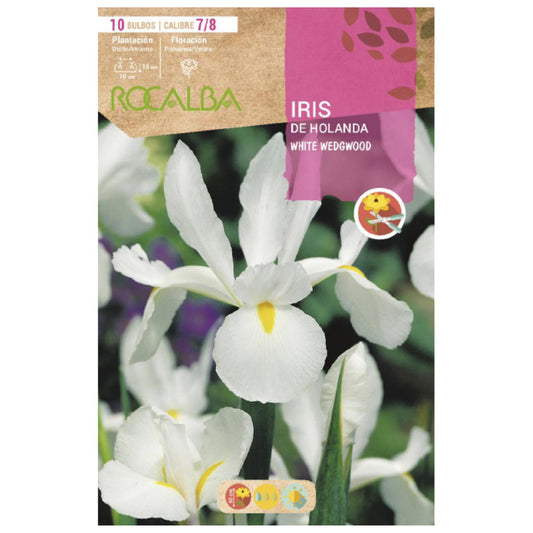 Bulbo Iris de Holanda Wedgwood blanco 10 uds Rocalba