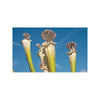 Semillas plantas carnívoras Sarracenia leucophylla