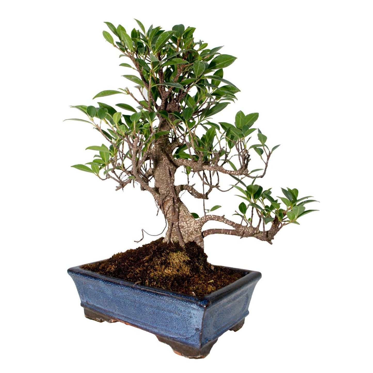 Bonsái Ficus retusa 10 años