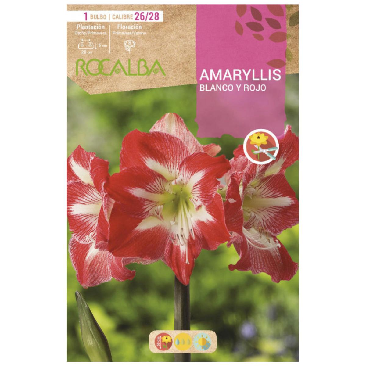 Bulbo Amaryllis blanco y rojo 1 ud Rocalba