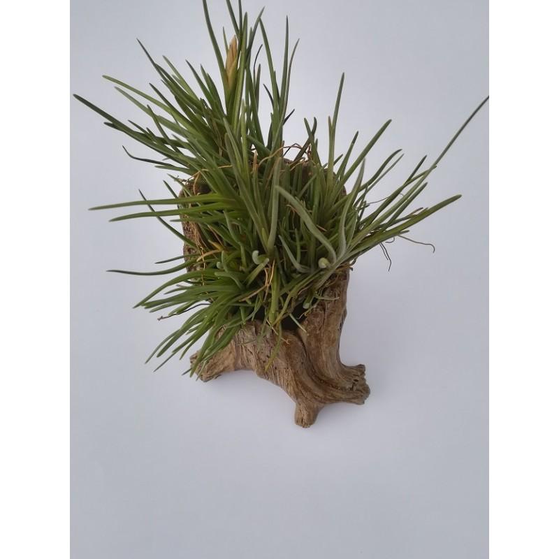 Tillandsia albertiana