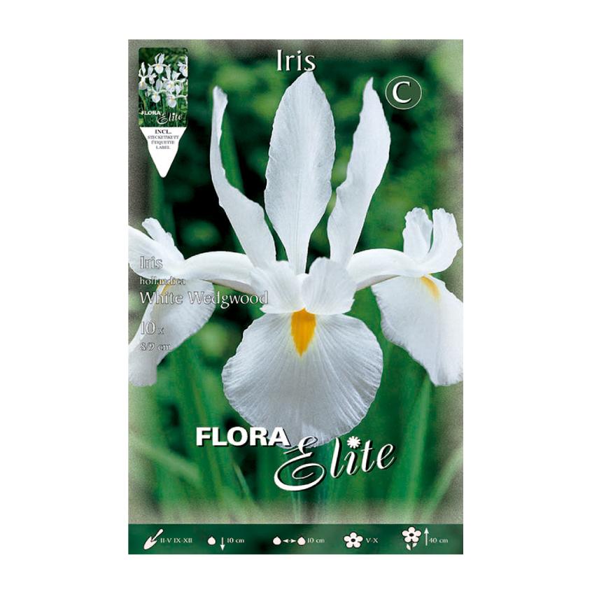 Bulbos Iris Holanda blanco 10 uds