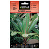 Semillas de Platanero ornamental Batlle
