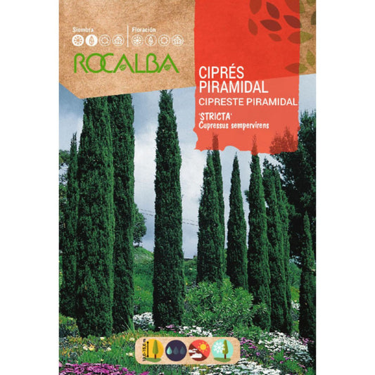 Semillas de Ciprés piramidalis Cipreses sempervire