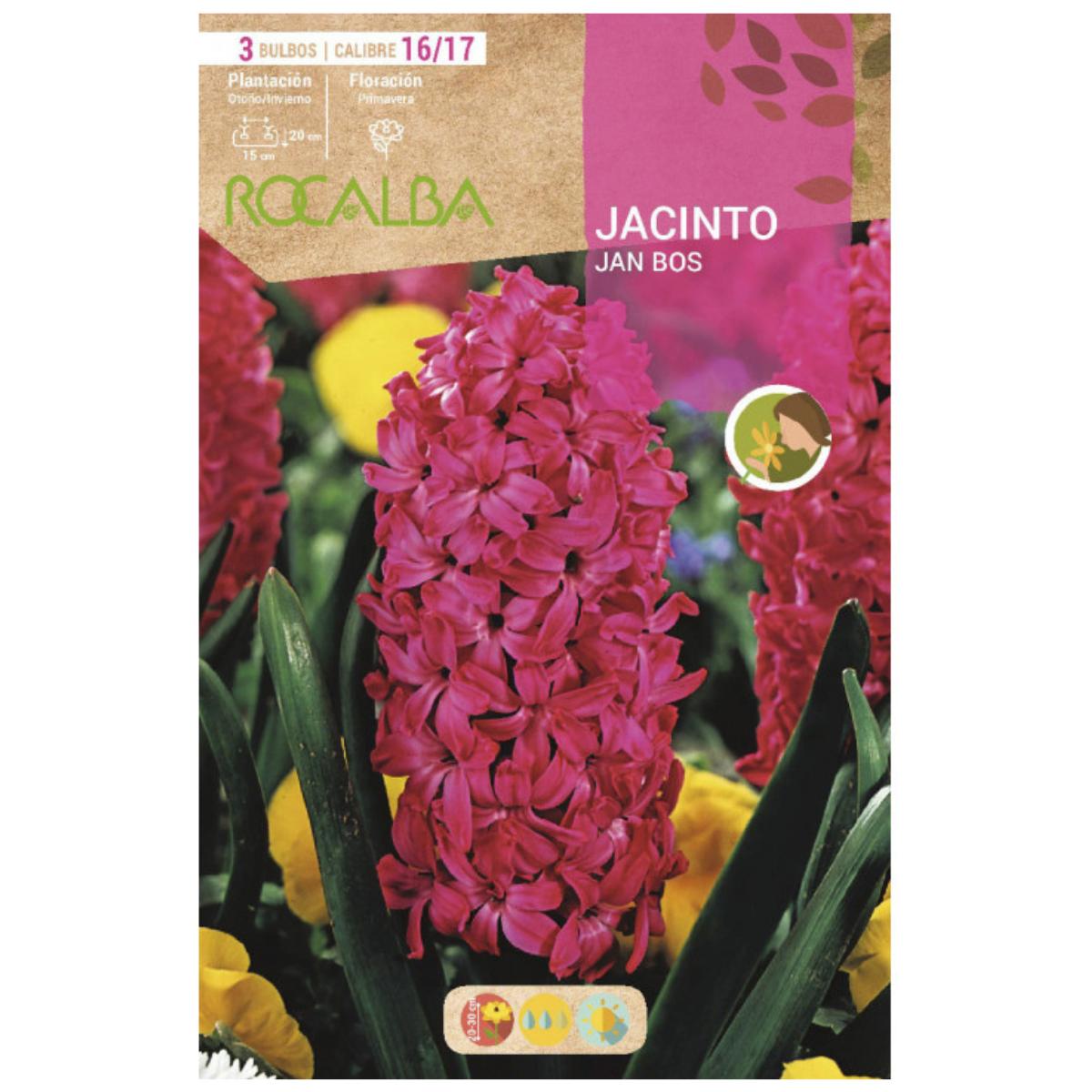 Bulbo Jacinto Jan Bos rojo 3 uds Rocalba