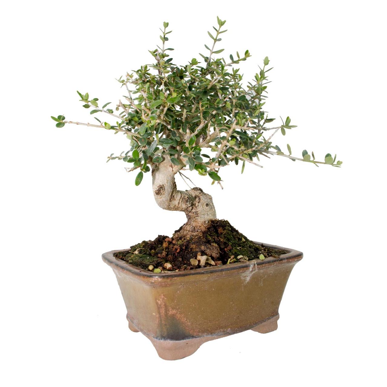 Bonsái Olea europaea 8 años - OLIVO