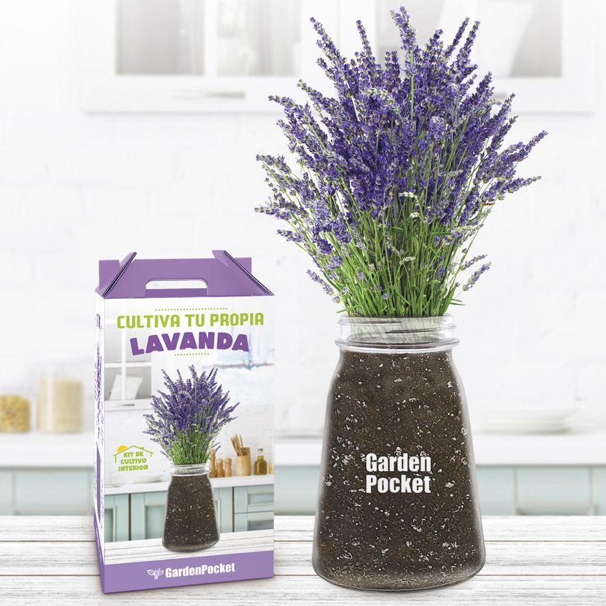 Kit de cultivo interior Lavanda