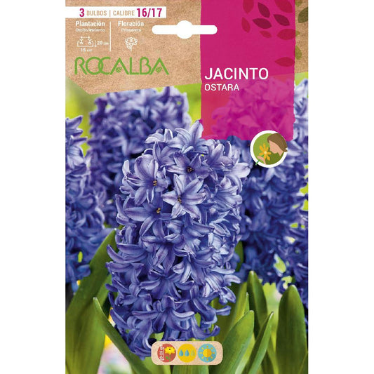 Bulbo Jacinto Ostara azul 3 uds Rocalba