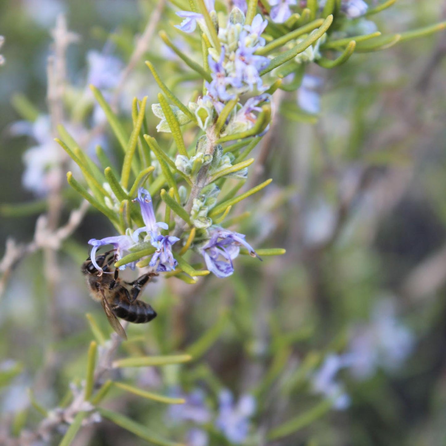 Miel de Romero Ecológica, Bona Mel 900 g