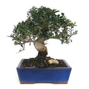 Bonsái Olea europaea sylvestris 9 años ACEBUCHE