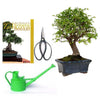 Pack Bonsái Zelkova 5 años