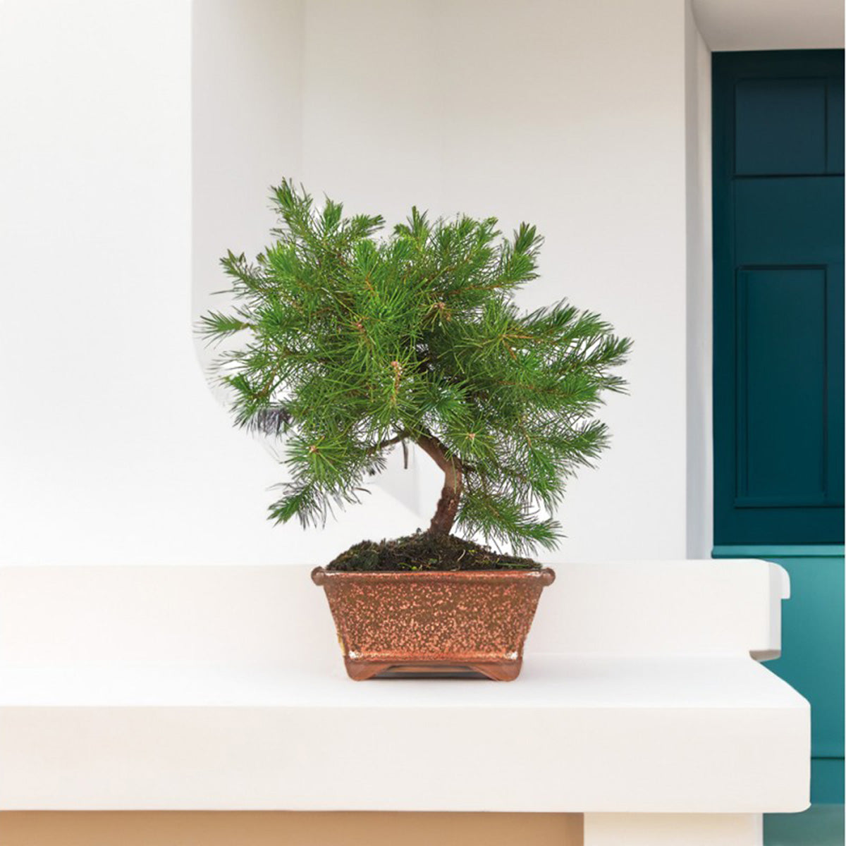 Bonsái Pinus halepensis 7 años