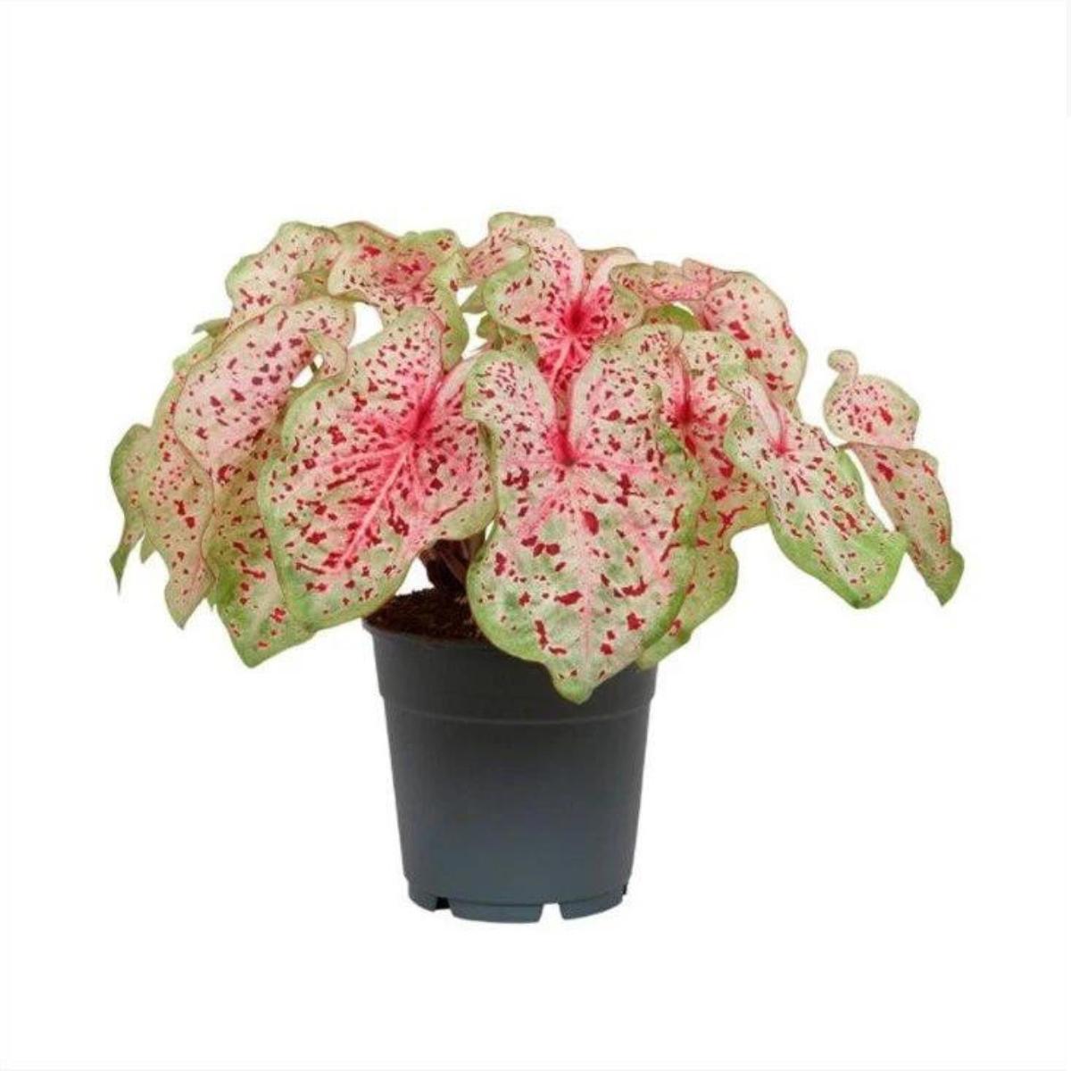 Caladium Miss Muffet hoja strap bicolor, verde y rosa jaspeado