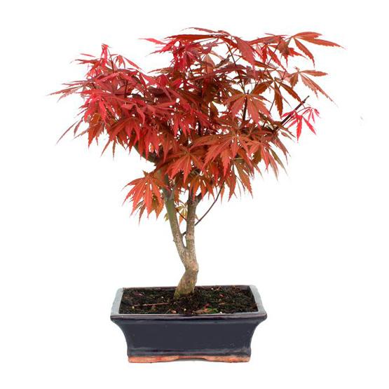 Bonsái Acer palmatum atropurpureum 9 años