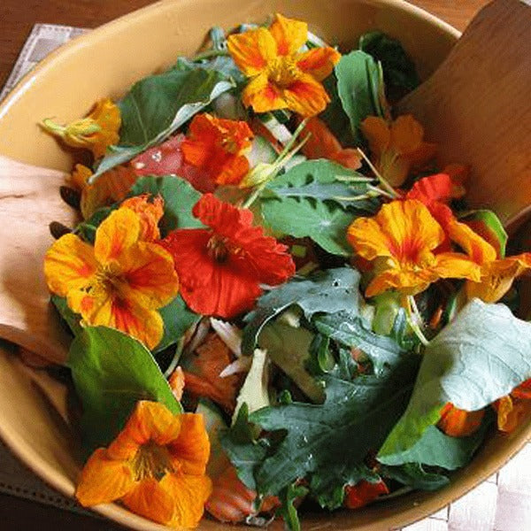 Kit huerto de flores comestibles: Capuchina