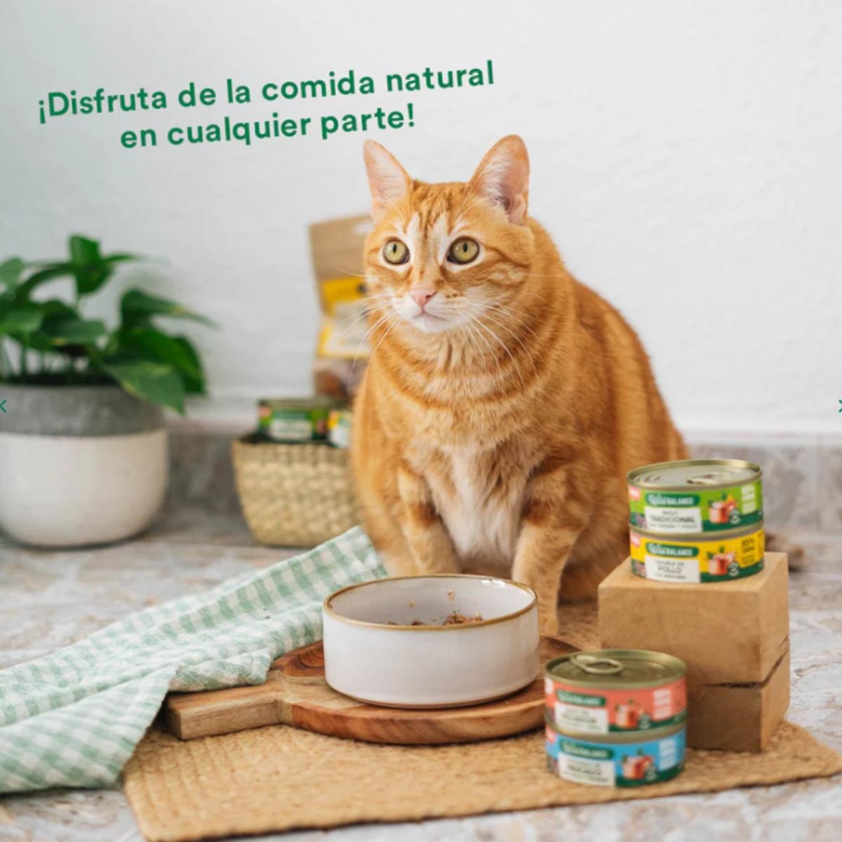 Pack Cazuela de pollo para gatos 6x80 g Wild Balance