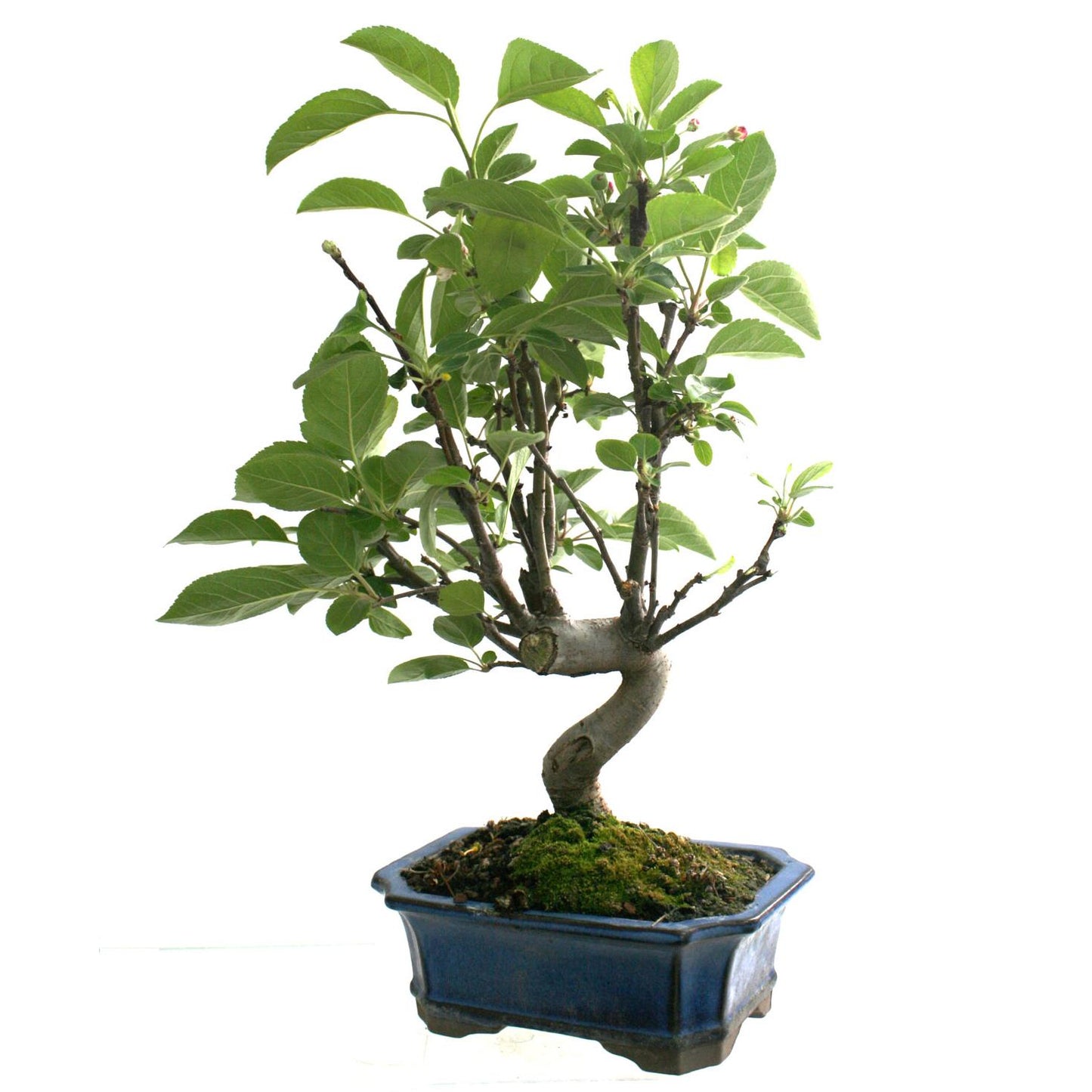 Bonsái Malus 8 años MANZANO