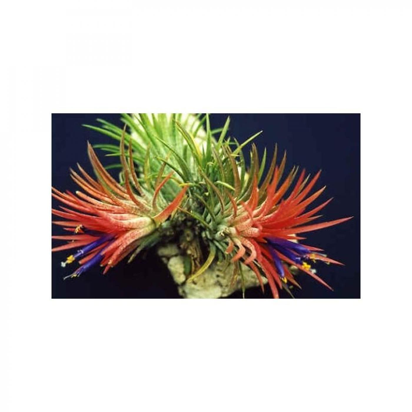Tillandsia Ionantha Ionantha