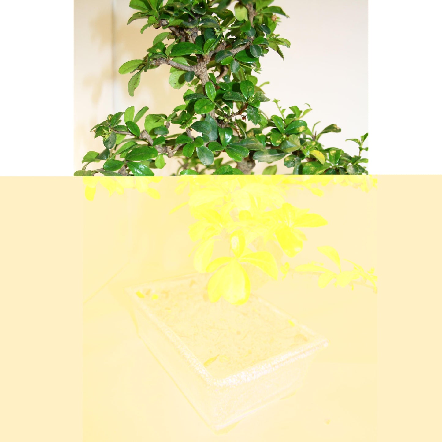 Bonsái Carmona microphylla 8 años