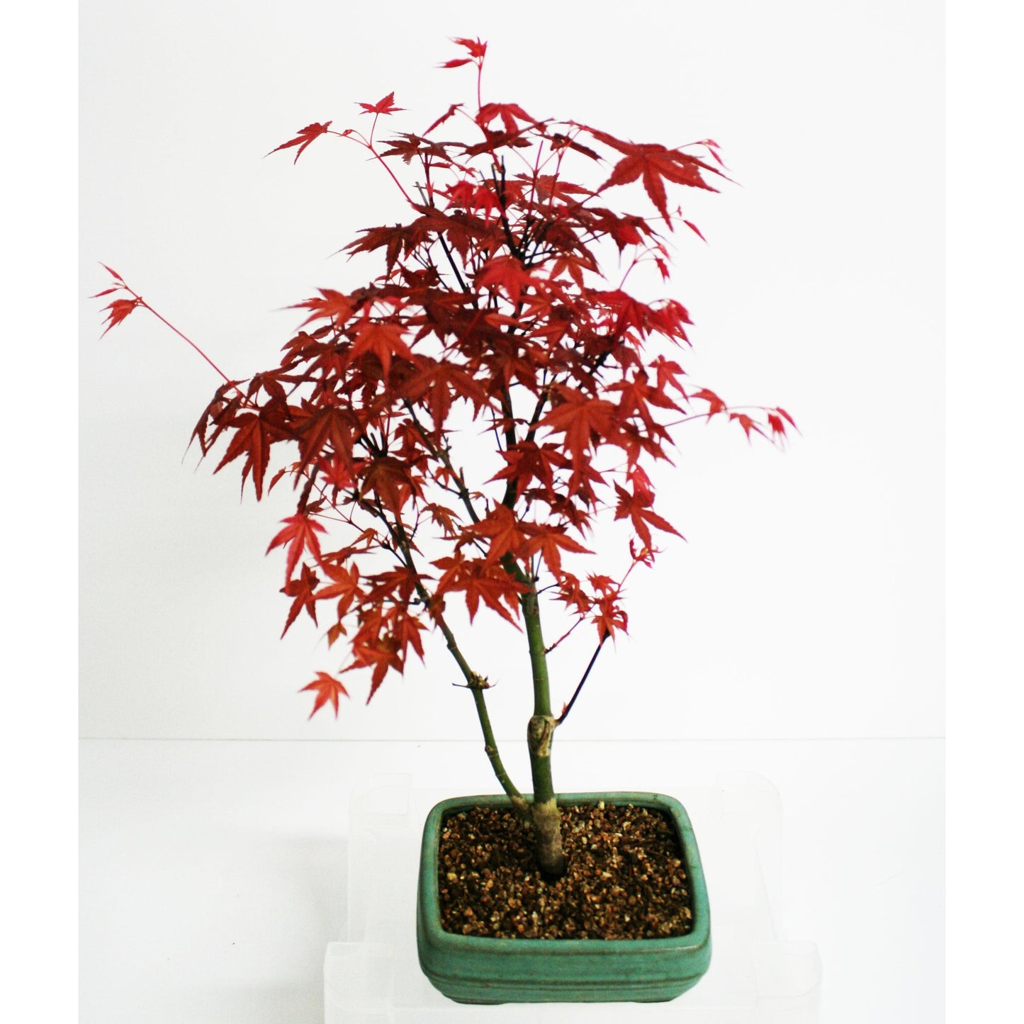Bonsái Acer palmatum deshojo 7 años ARCE