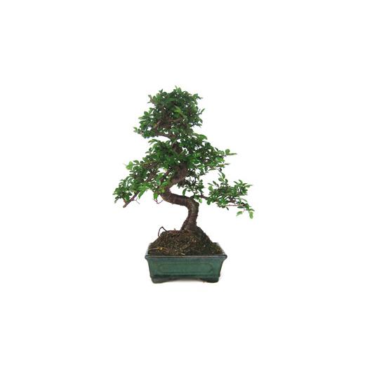 Bonsái Zelkova parvifolia 6 años - OLMO CHINO