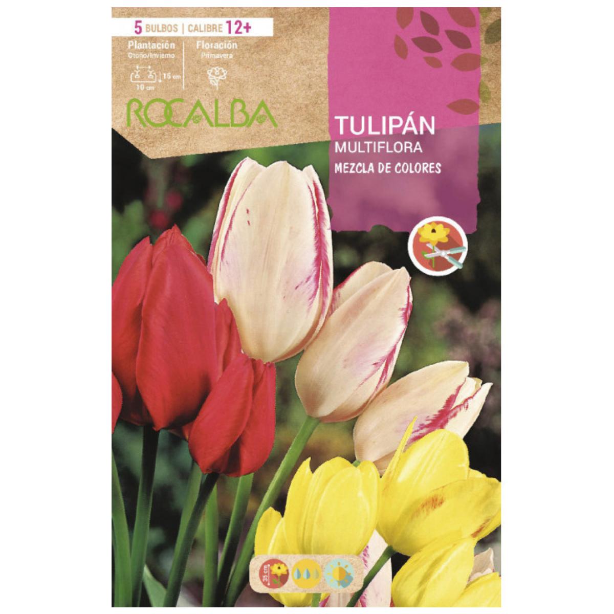 Bulbo Tulipán Multiflora mezcla 5 uds Rocalba