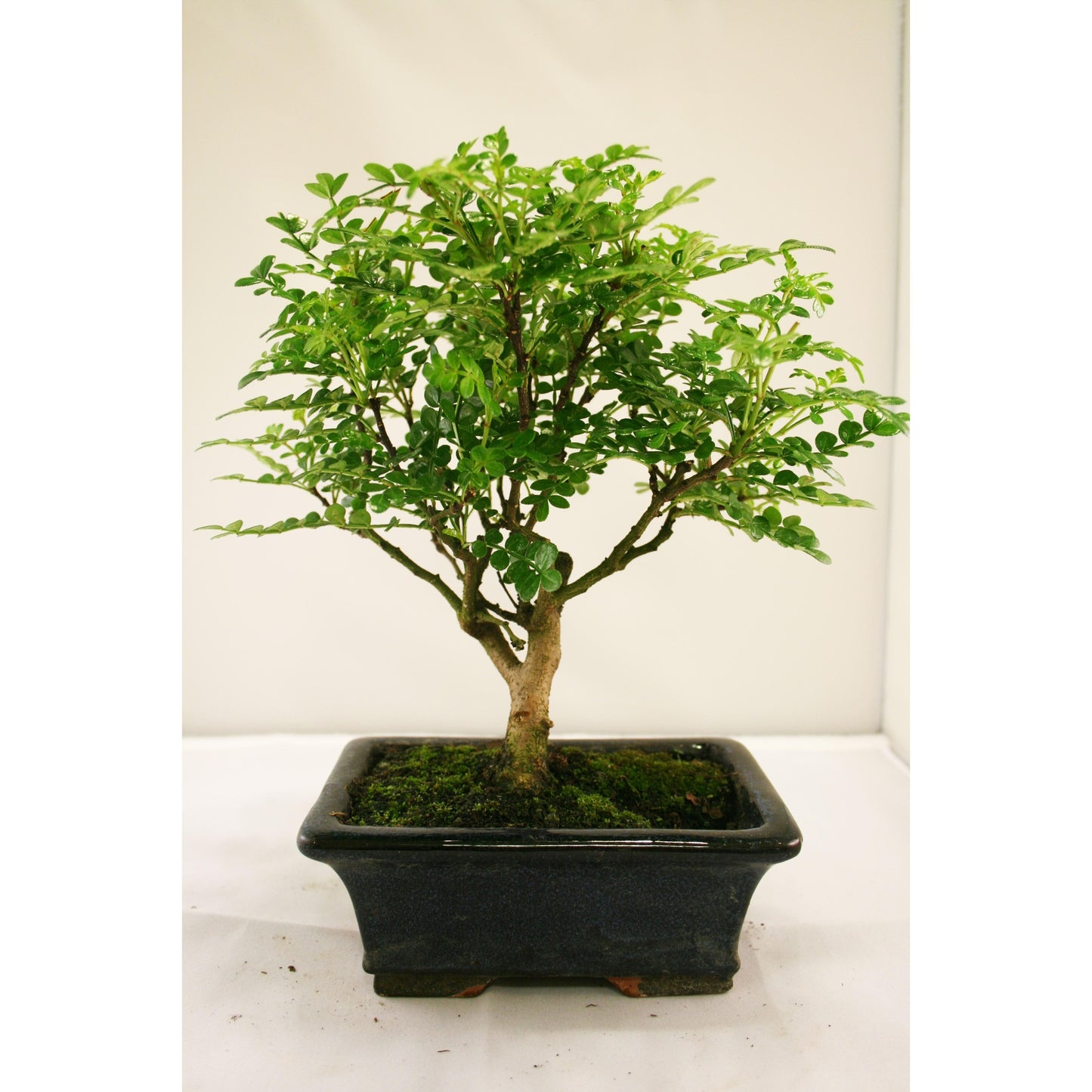 Bonsái Zanthoxylum piperitum sp. 5 años