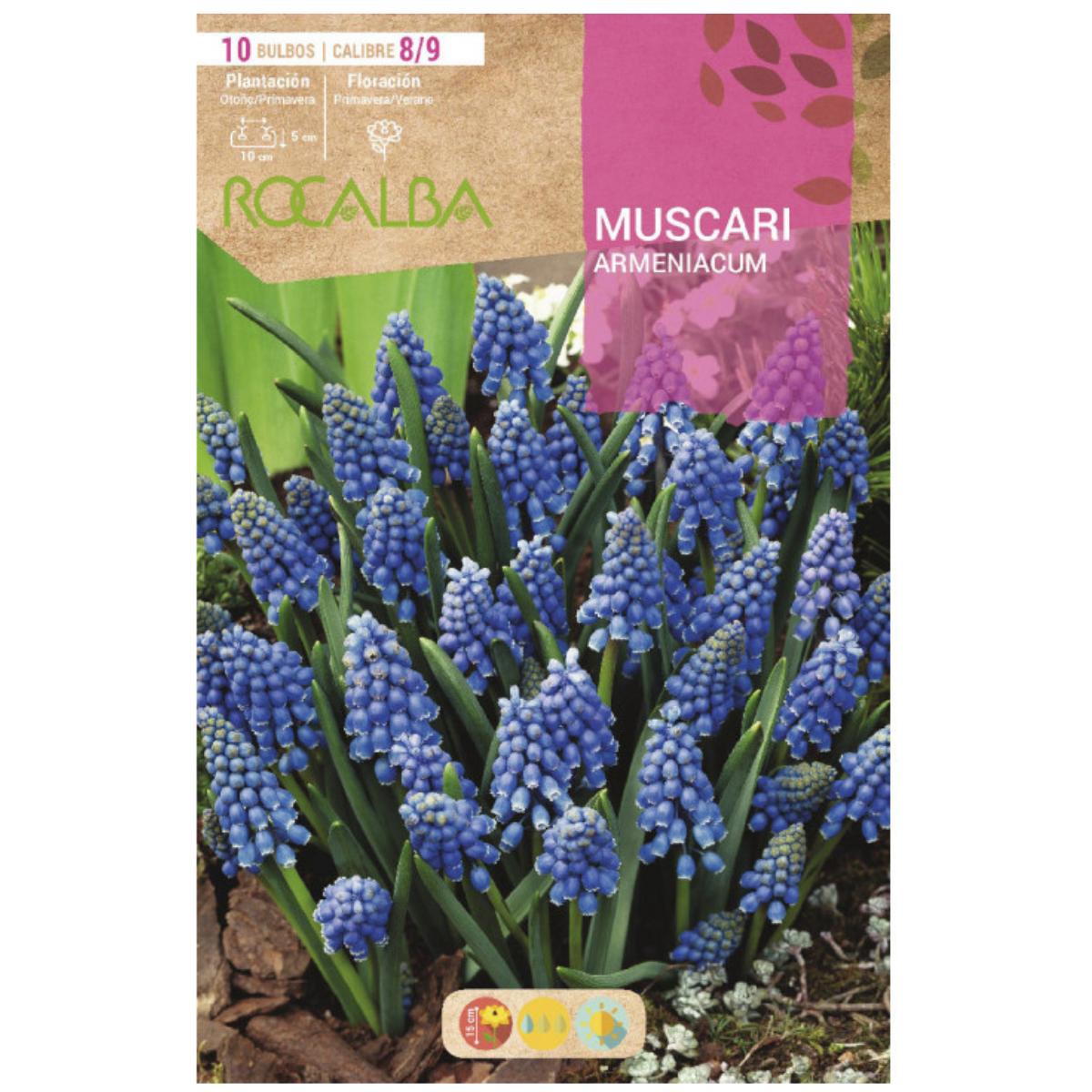 Bulbo Muscaris Armeniacum 10 uds Rocalba