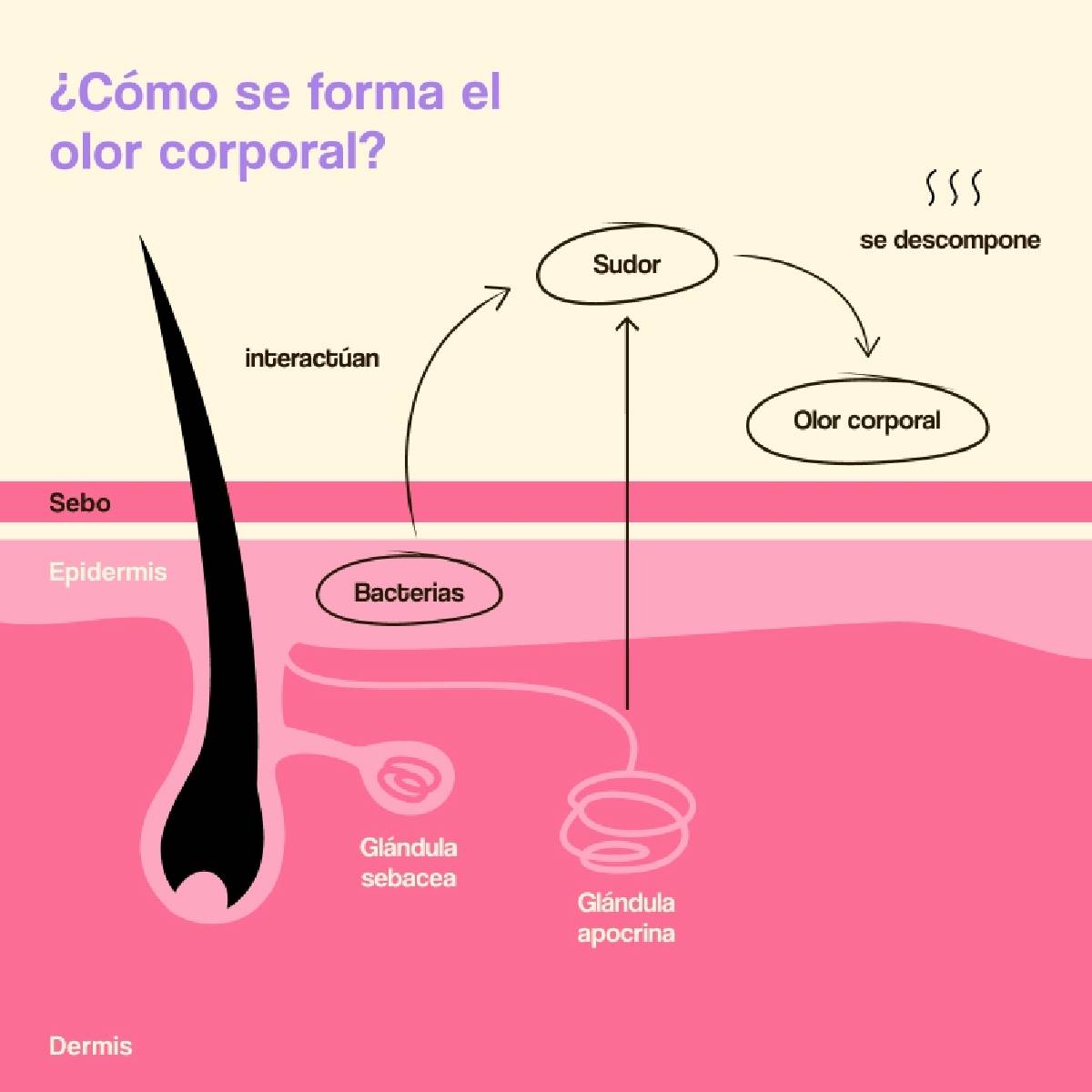 Pack 2x Desodorante Caring Smart Microbiome Freshly 40ml