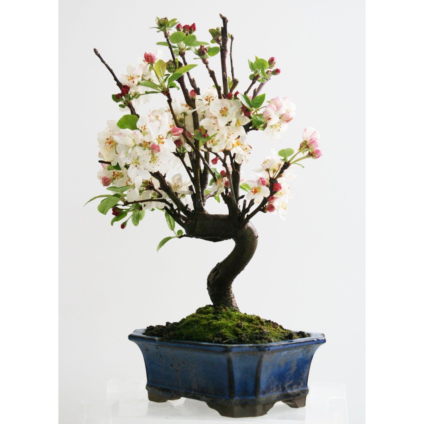Bonsái Malus sp.7 años MANZANO