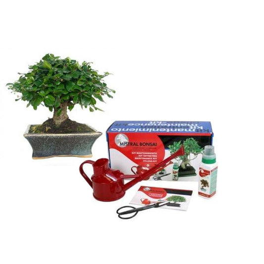 Pack de iniciación al bonsái Carmona microphylla 5 años