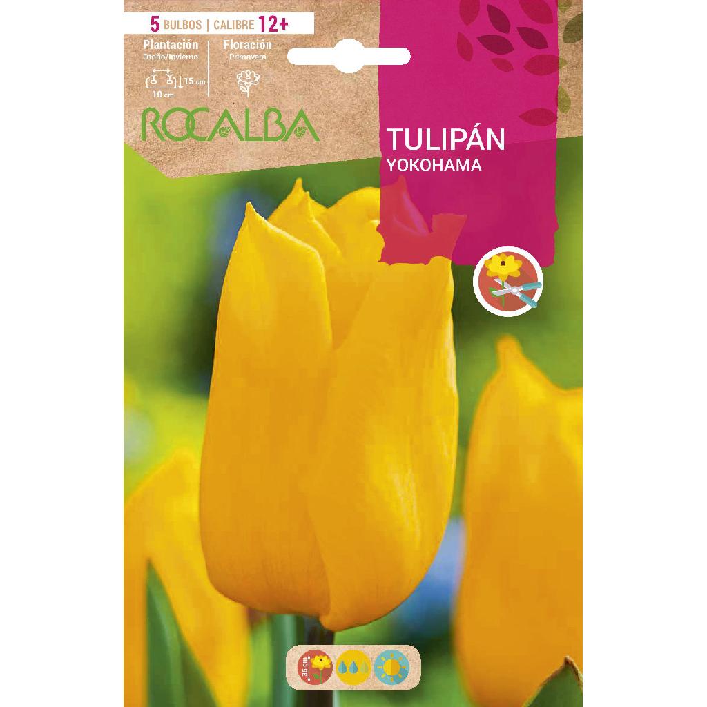 Bulbo Tulipán Yokohama amarillo 5 uds Rocalba