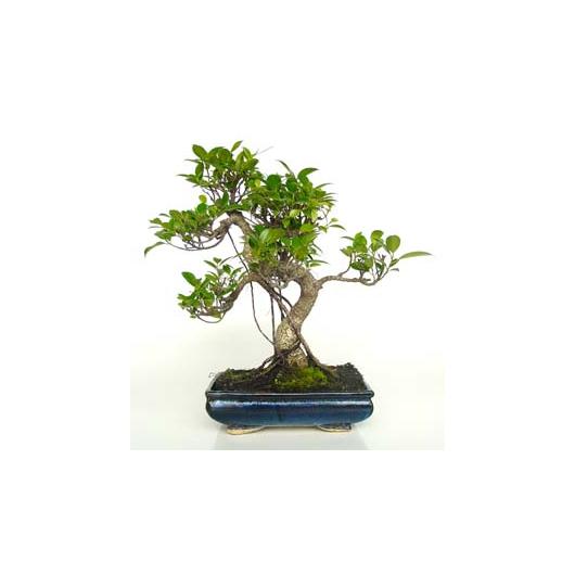 Bonsái Ficus retusa 10 años